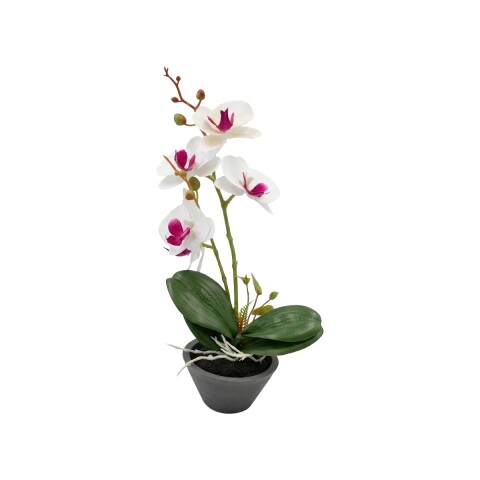 ORQUIDEA BCO/FUCSIA C/MACETERO 9X24CM Unica