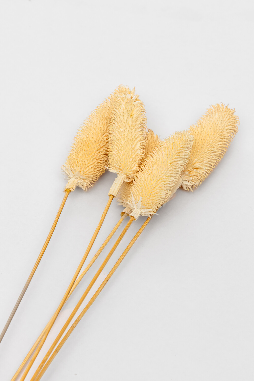 Deco Floral Pennisetum Color Unico