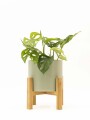 MONSTERA ADANSONII CON MACETA CERAMICA VERDE CON SOPORTE