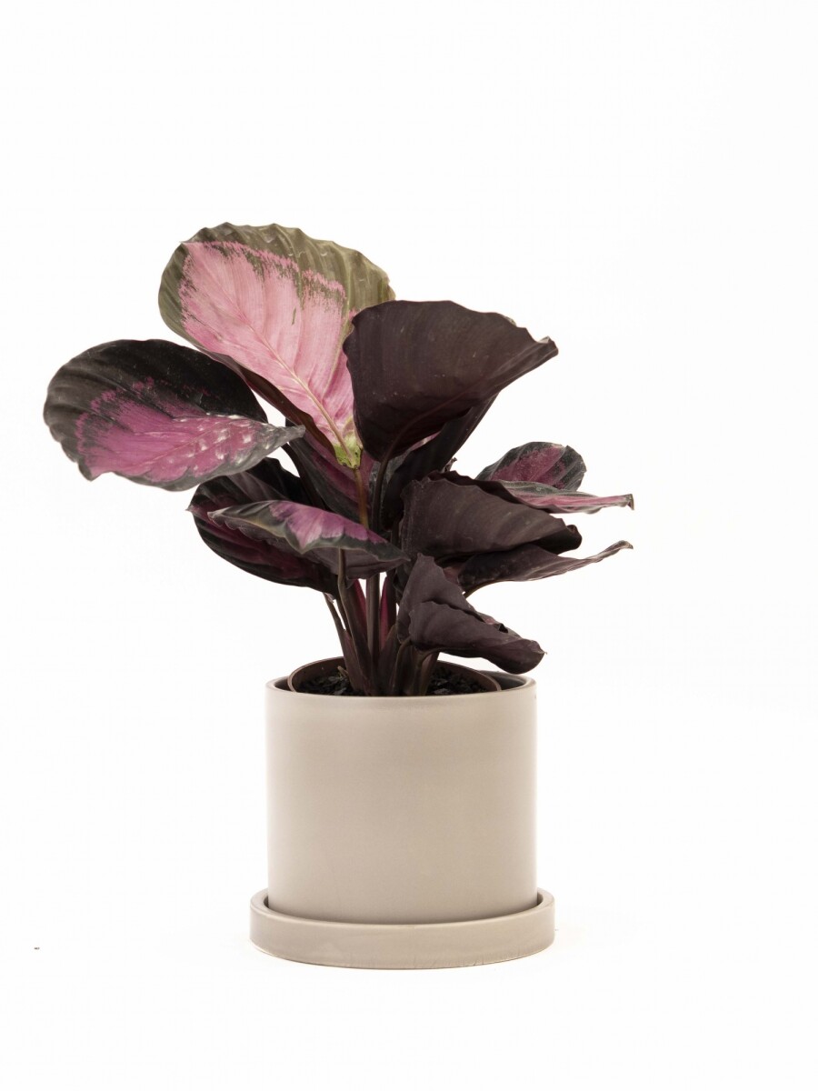 CALATHEA CON MACETA CERAMICA CON PLATO GRIS