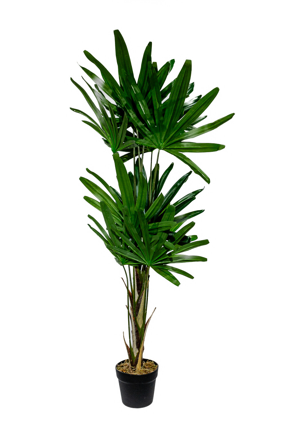 Planta Palmera China 120cm Color Unico