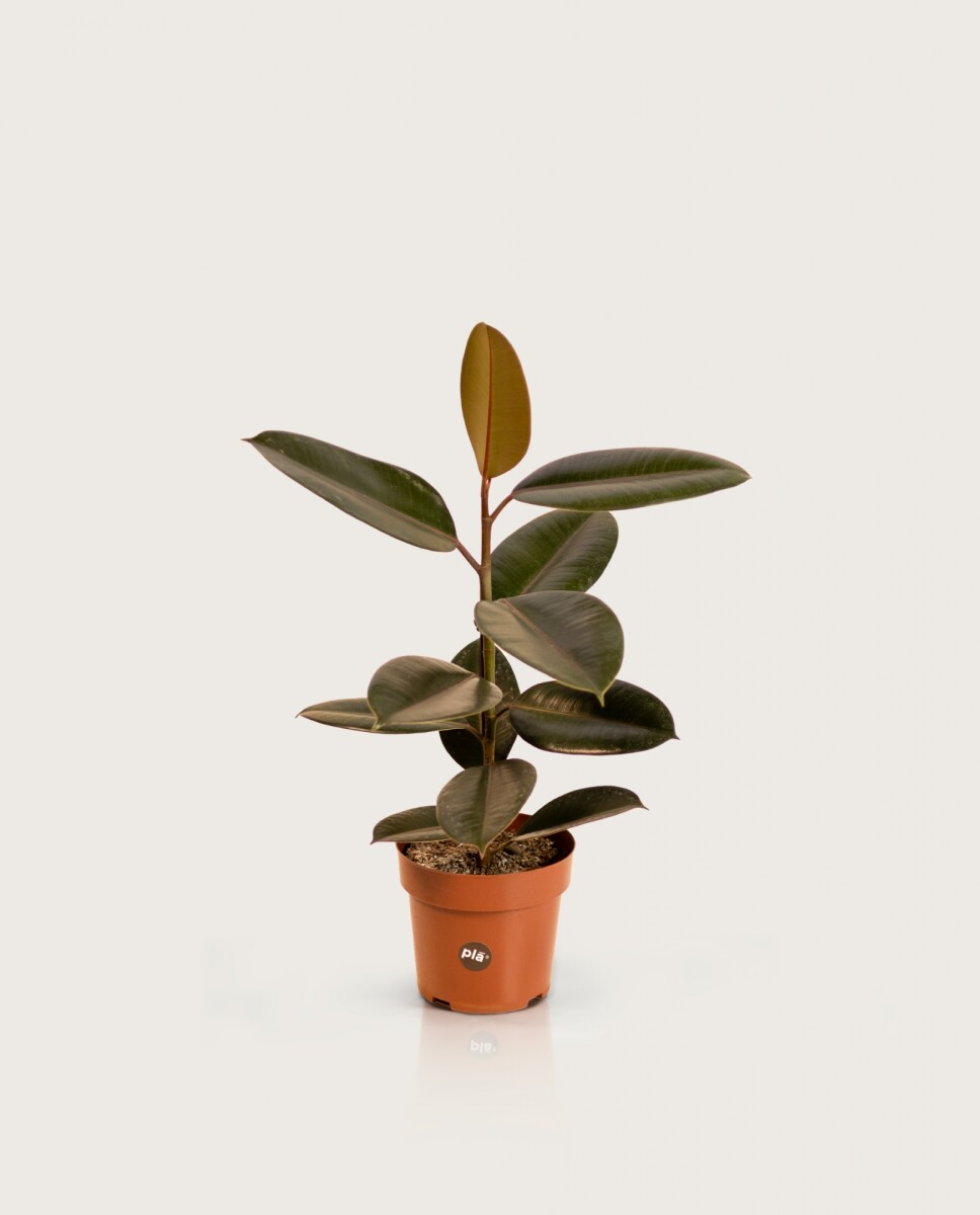 Ficus Elástica "Gomero" - Negro - H: 60cm 