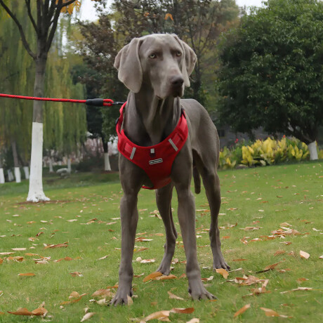 Arnés Y Correa P/Mascota Ajustable Tela Oxford Resistente Rojo
