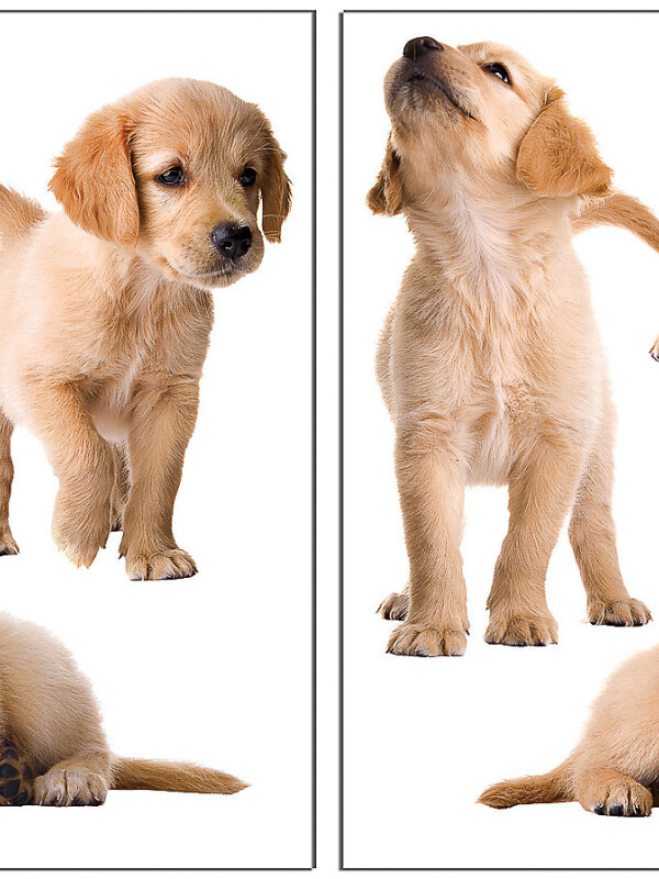 WALLPOPS PUPPIES WALL DECALS N/A