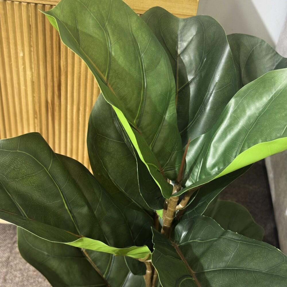 Planta Higuera Planta Higuera
