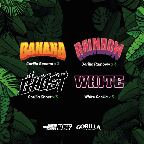 GORILLA FAMILIA FEMINIZED MIX - X12 UNIDADES GORILLA FAMILIA FEMINIZED MIX - X12 UNIDADES
