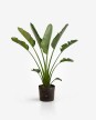 Strelitzia Nicolai XL - H: 1.8m