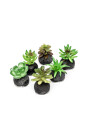 Planta Moa Mini, Mix Color Unico