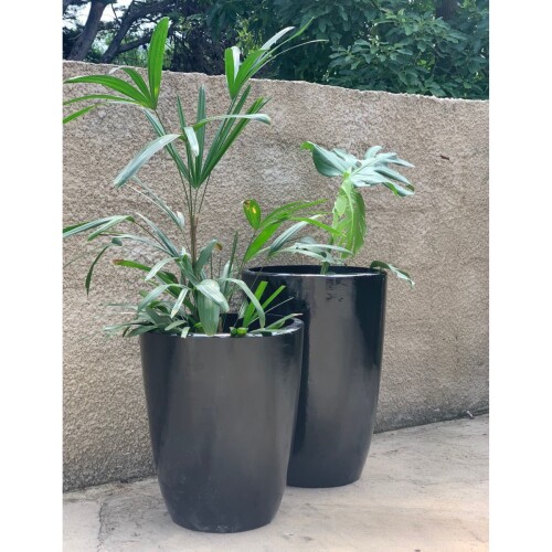 maceta ficus, L, negra maceta ficus, L, negra