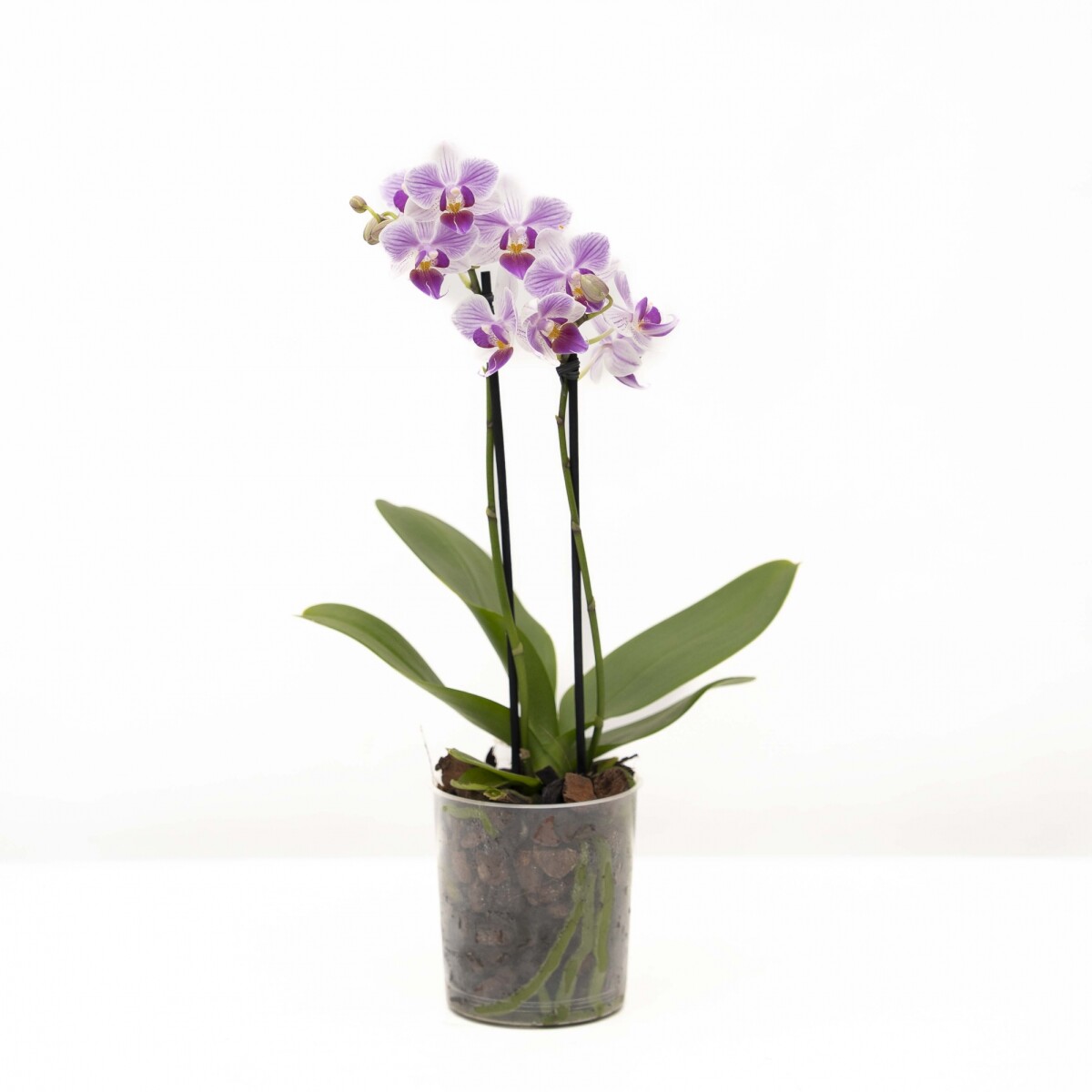 ORQUÍDEA PHALAENOPSIS MINI 