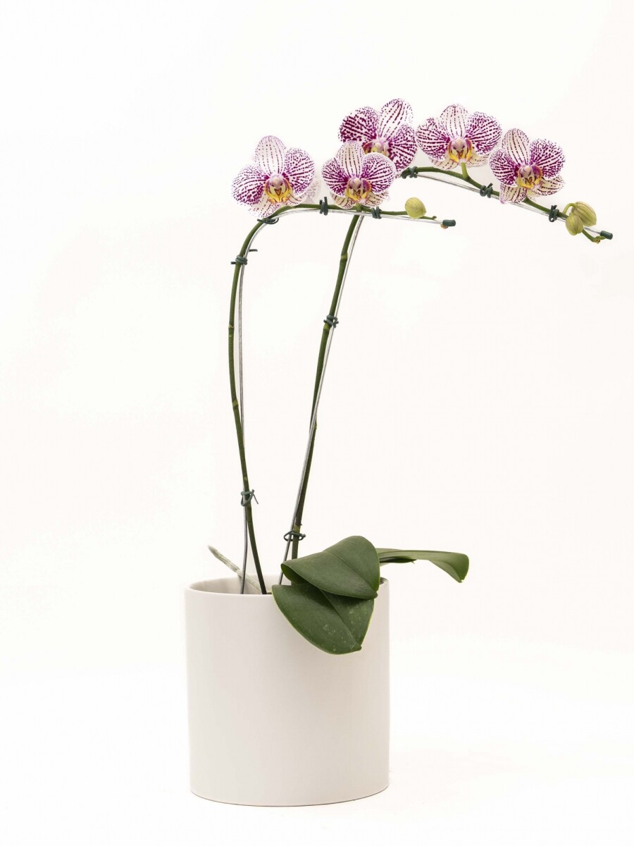 ORQUIDEA CURVA CON MACETA MINIMALISTA BLANCA