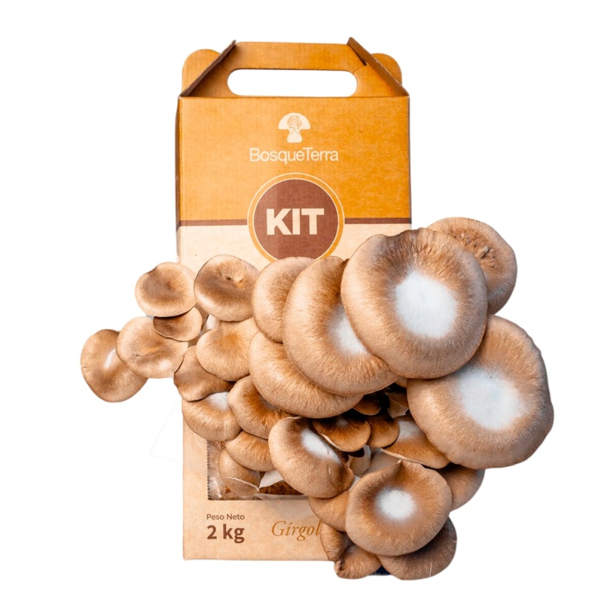 Kit autocultivo negro Bosqueterra 