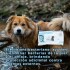 TOALLAS HÚMEDAS ANTIBACTERIANAS M-PETS 40 UNIDADES TOALLAS HÚMEDAS ANTIBACTERIANAS M-PETS 40 UNIDADES