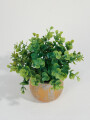 Planta Eucalipto 25cm Color Unico