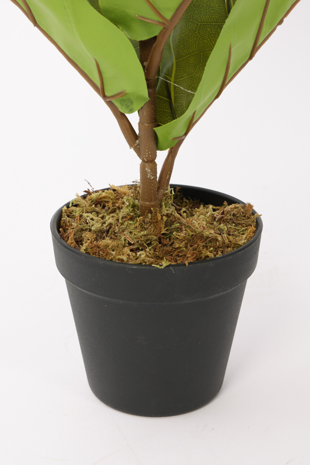 Planta Higuera 70cm Color Unico