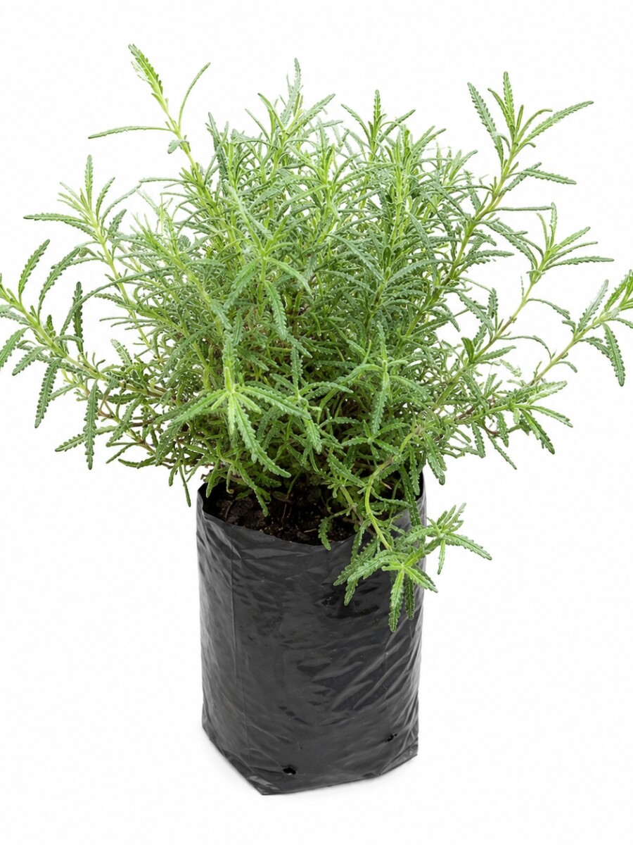 LAVANDA LAVANDA