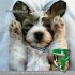 SUPLEMENTO NUTRICIONAL FOODPLEMENT CACHORROS Y HEMBRAS GESTANTES CAJA DE 250 GMS SUPLEMENTO NUTRICIONAL FOODPLEMENT CACHORROS Y HEMBRAS GESTANTES CAJA DE 250 GMS