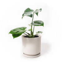 Planta + maceta