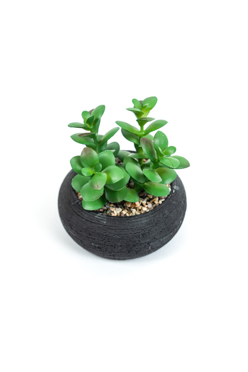 Planta Quovi - Estampado 1 