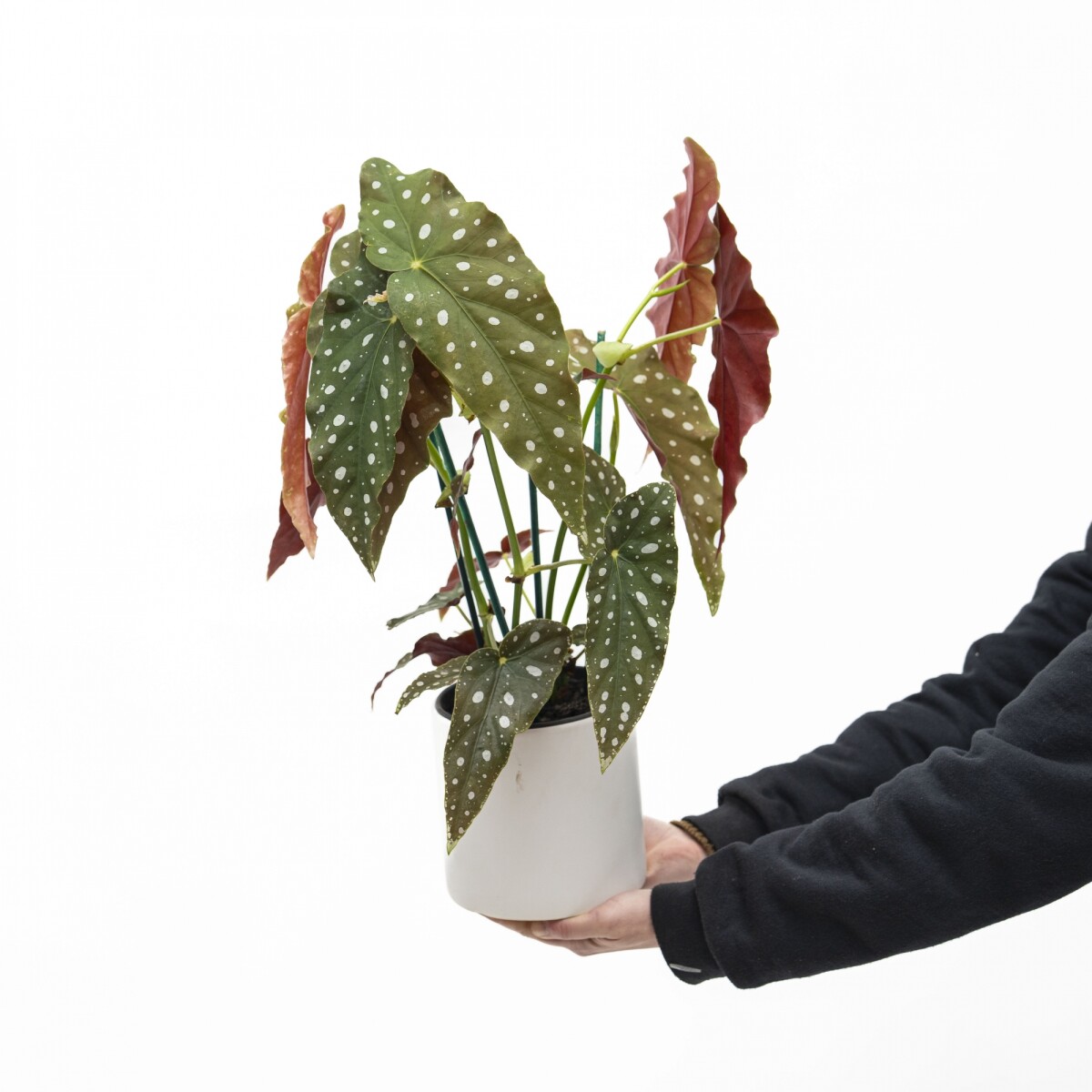 BEGONIA MACULATA CON MACETA CERAMICA BLANCA 