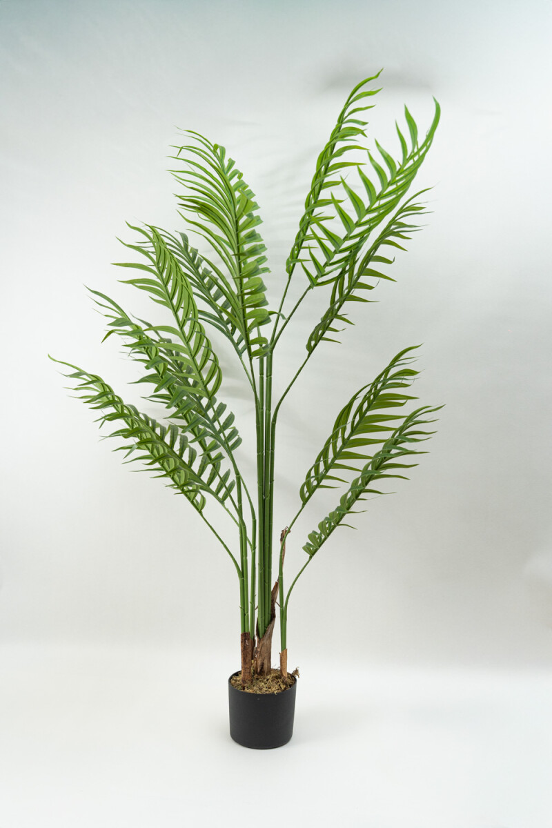 Planta Palmera - Color Unico 