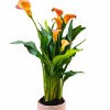 CALAS NARANJA EN MACETA CERAMICA ROSA