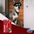 MARTILLO GOMA PET INJET PLAY MARTILLO GOMA PET INJET PLAY
