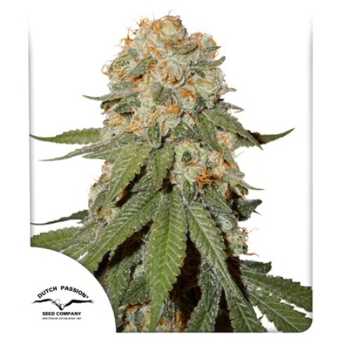 FEM - ORANGE BUD® X3 UNIDADES FEM - ORANGE BUD® X3 UNIDADES
