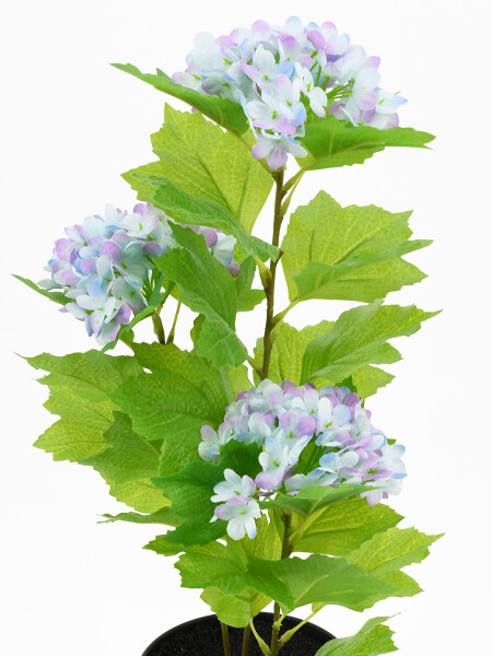 HORTENCIA MACETA PLASTICO VIOLETA