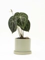 ANTHURIO CLARINERVIUM CON MACETA CERAMICA Y PLATO VERDE