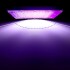 Foco Tacho Luces Led Luz Negra 50W Uv Fiestas Fluor Neón Variante Color Negro