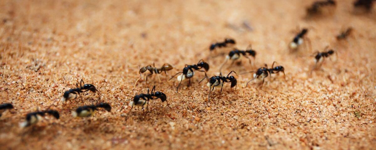 Cómo eliminar hormigas del jardín: Guía definitiva para proteger tus plantas