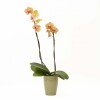 ORQUIDEA CON PORTA MACETA VERDE