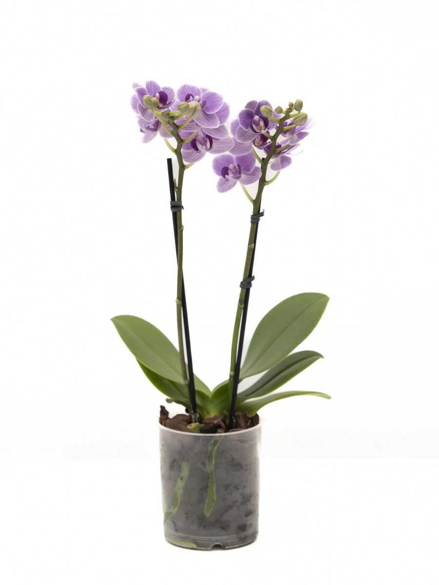 ORQUÍDEA PHALAENOPSIS MINI ORQUÍDEA PHALAENOPSIS MINI
