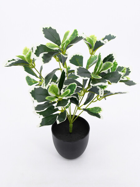 PLANTA TROPICO VERDE (V)
