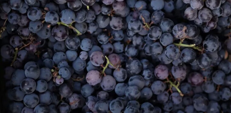 ¿Cuál es la cantidad ideal de uva que se necesita para hacer una botella de vino?