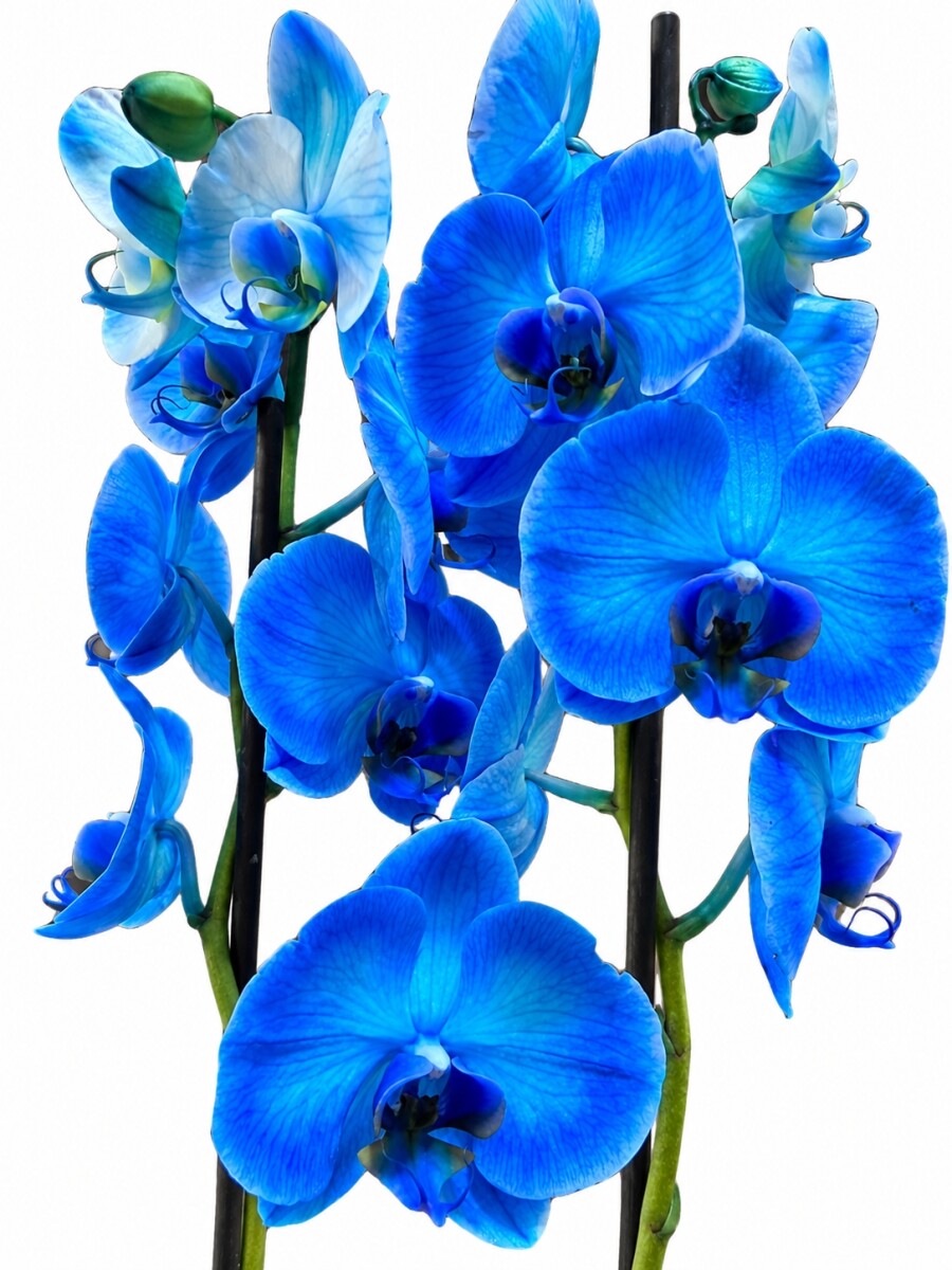 ORQUIDEA AZUL CON MACETA BLANCA