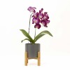 ORQUIDEA CURVA CON MACETA GRIS OSCURO Y SOPORTE