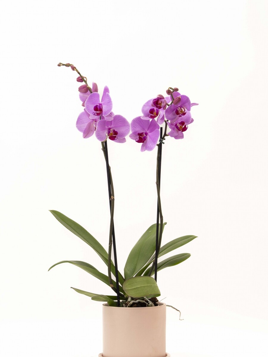 ORQUÍDEA CON MACETA NEGRA