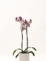 ORQUIDEA CON MACETA MINIMALISTA BLANCA