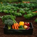 Cajón canasto organizador frutas 49cm x 30cm x 12cm NEGRO