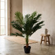 Planta Cycas 1.2 Mtros Planta Cycas 1.2 Mtros