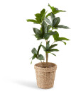 Maceta ERIK Ø25xA24cm natural Maceta ERIK Ø25xA24cm natural