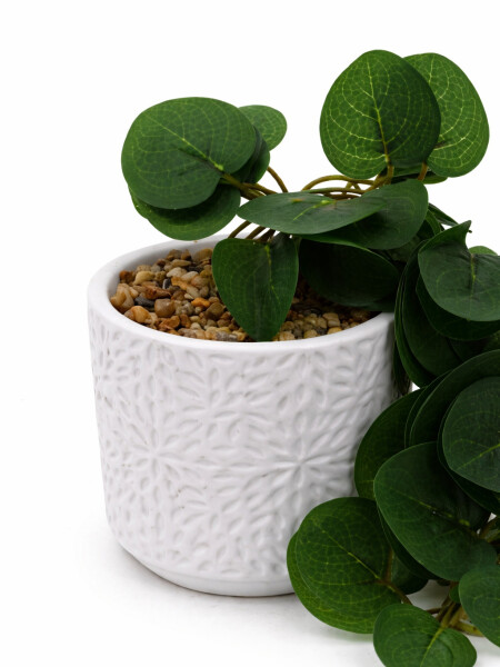 PLANTA EUCALIPTO COLGANTE VERDE