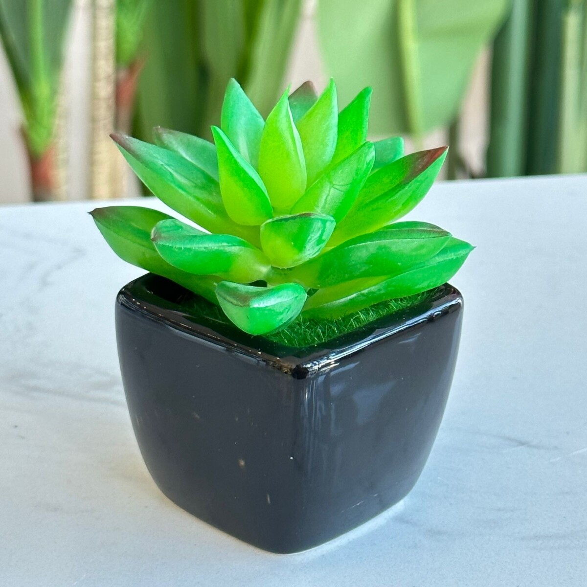 Planta Suculenta Artificial Maceta Cerámica Alto 7cm x Ancho 5cm 