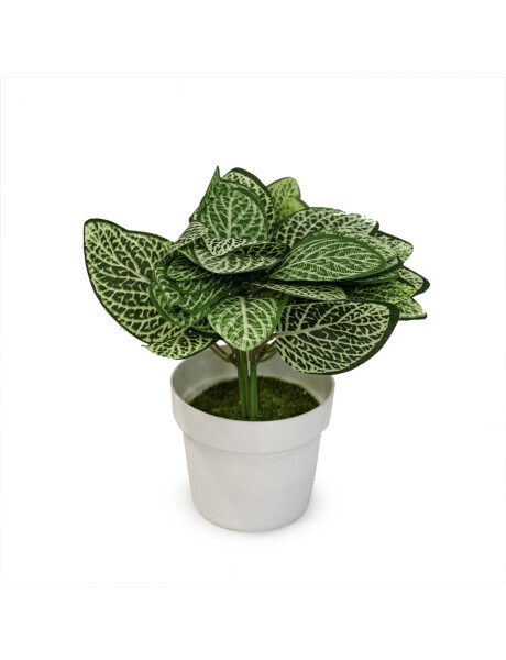 MACETA FITTONIA ARTIFICIAL MACETA FITTONIA ARTIFICIAL