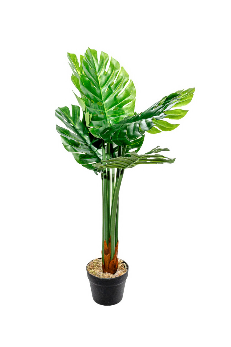 Planta Monstera 85cm - Color Unico 