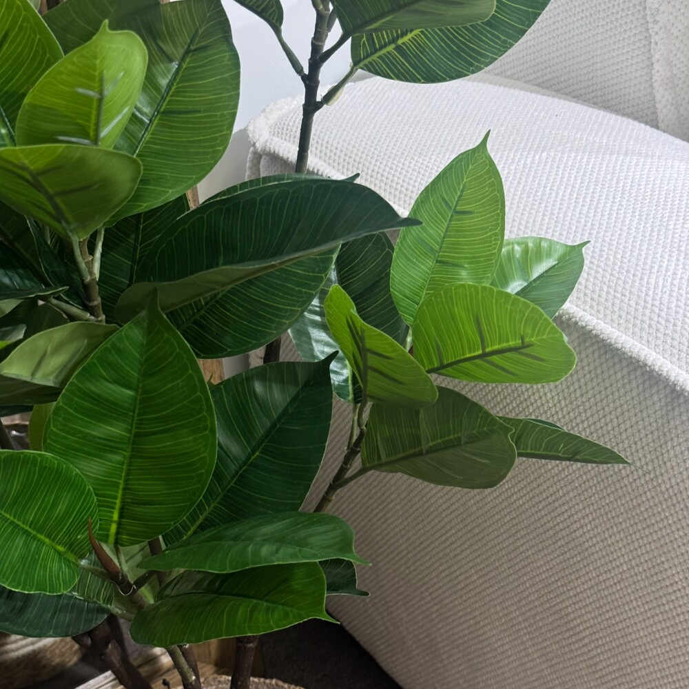 Planta Fycus Lyrata Planta Fycus Lyrata