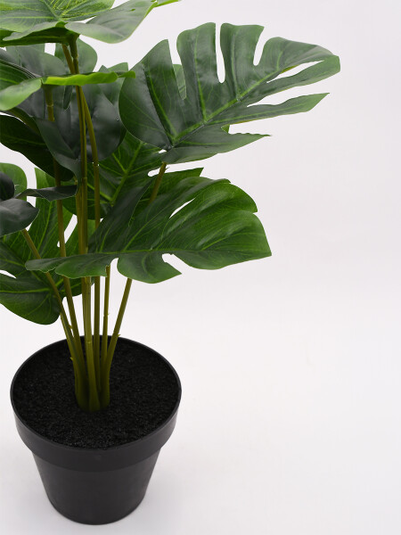MONSTERA VERDE