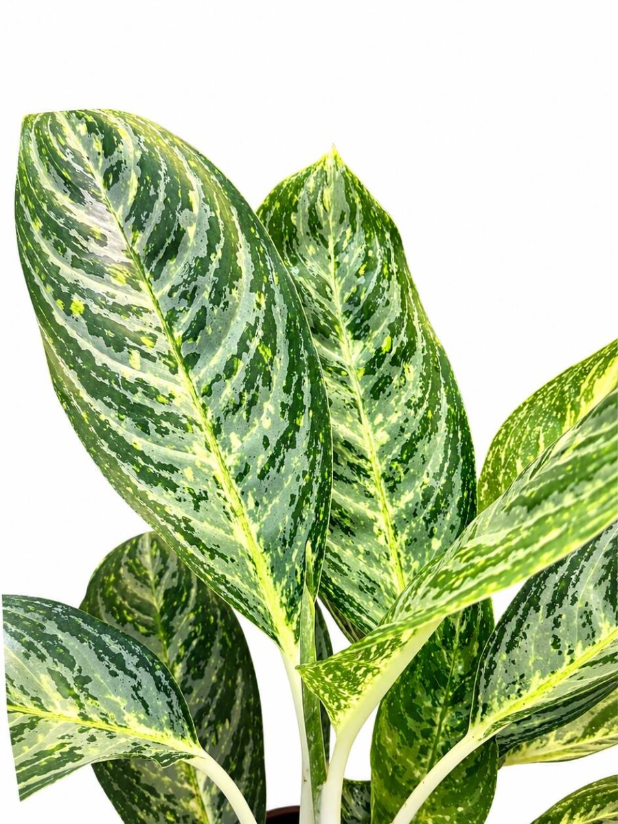 AGLAONEMA VARIADA GRANDE AGLAONEMA VARIADA GRANDE